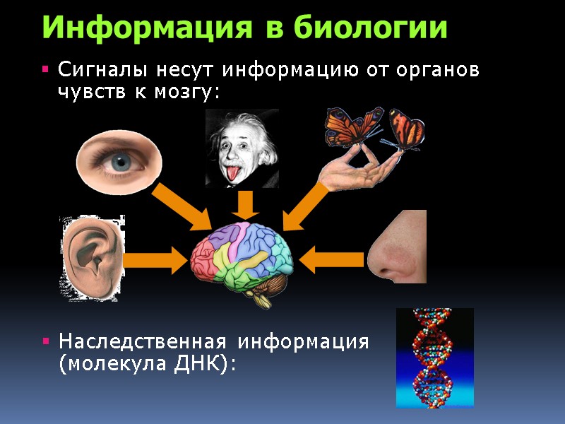 Информация в биологии Сигналы несут информацию от органов чувств к мозгу: Наследственная информация 